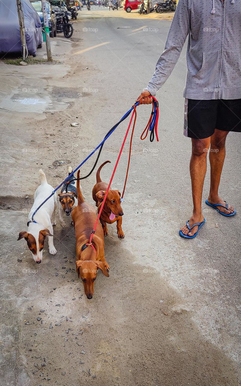 A funfilled story of a male who was struggling holding the puppies on road