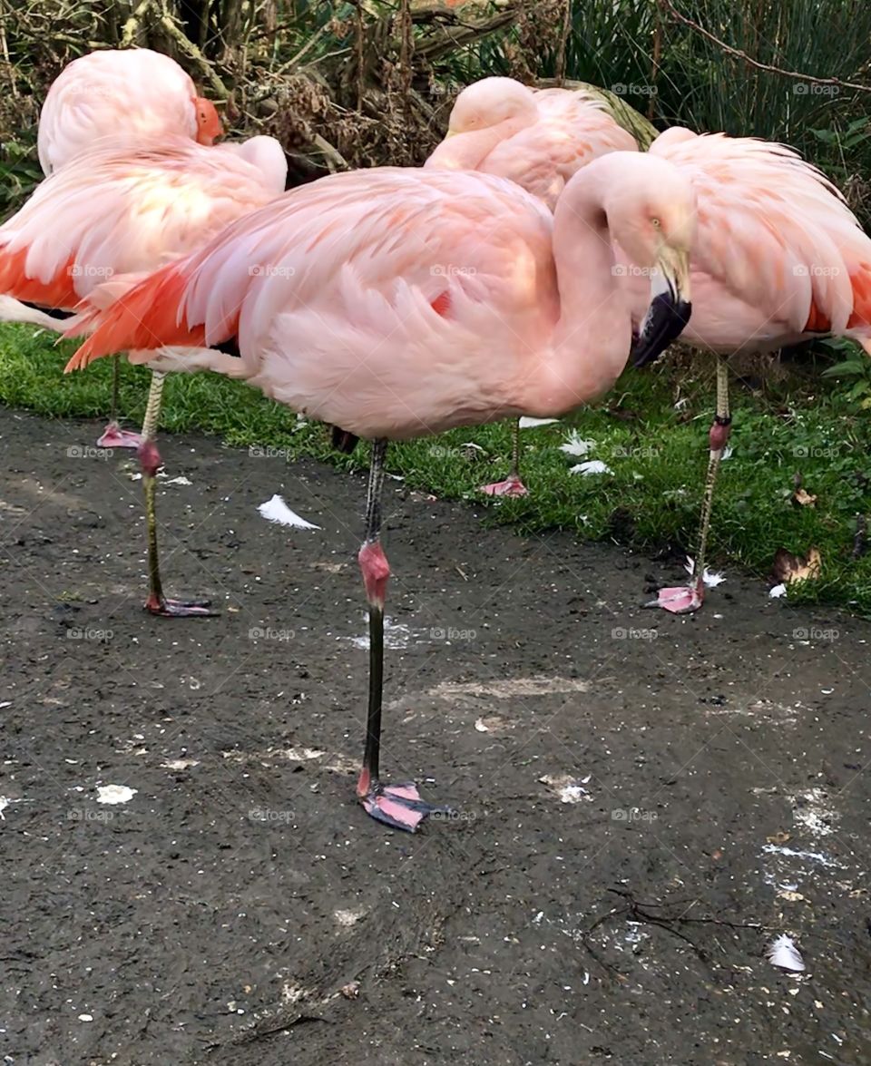 Flock of pink flamingos resting on one leg