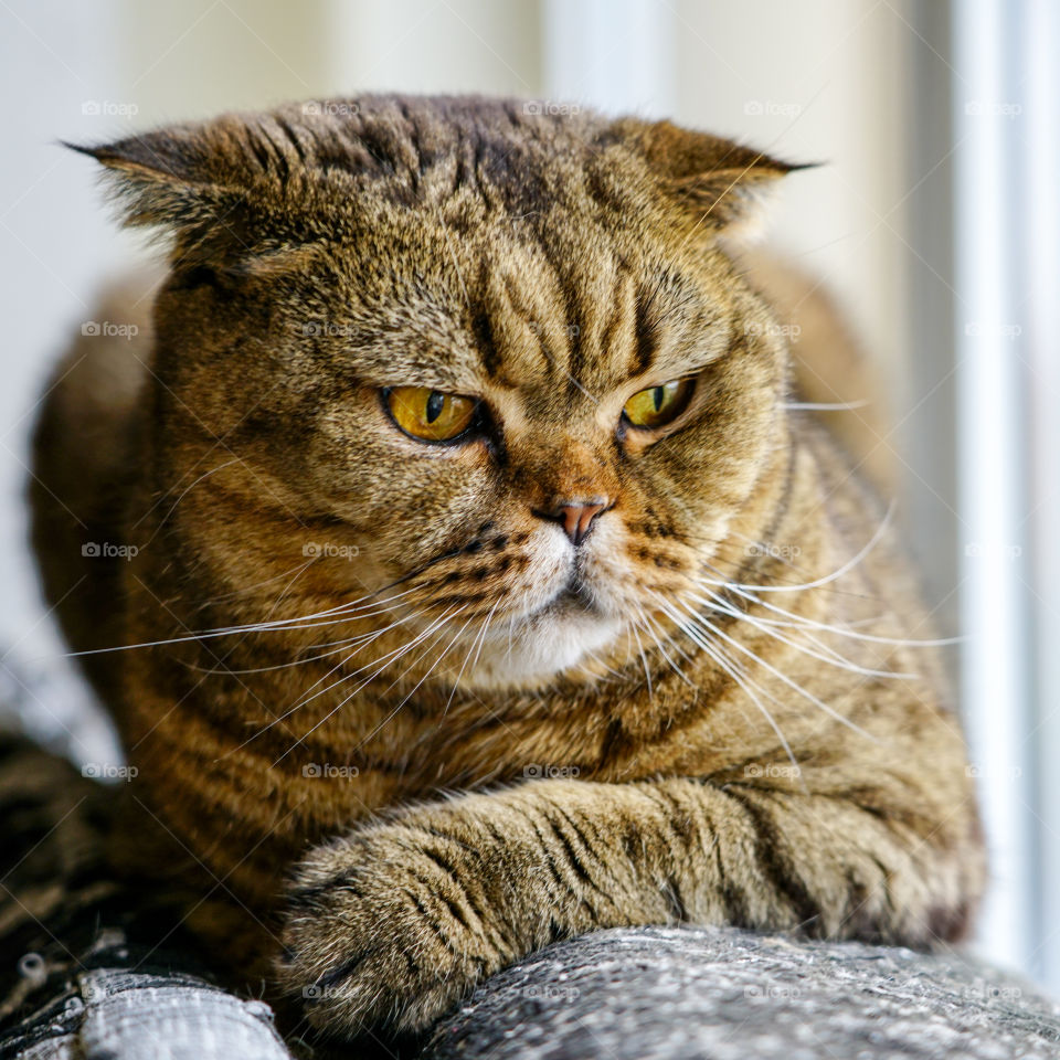 beautiful brown stripped scottish fold cat against a colorful blurred background