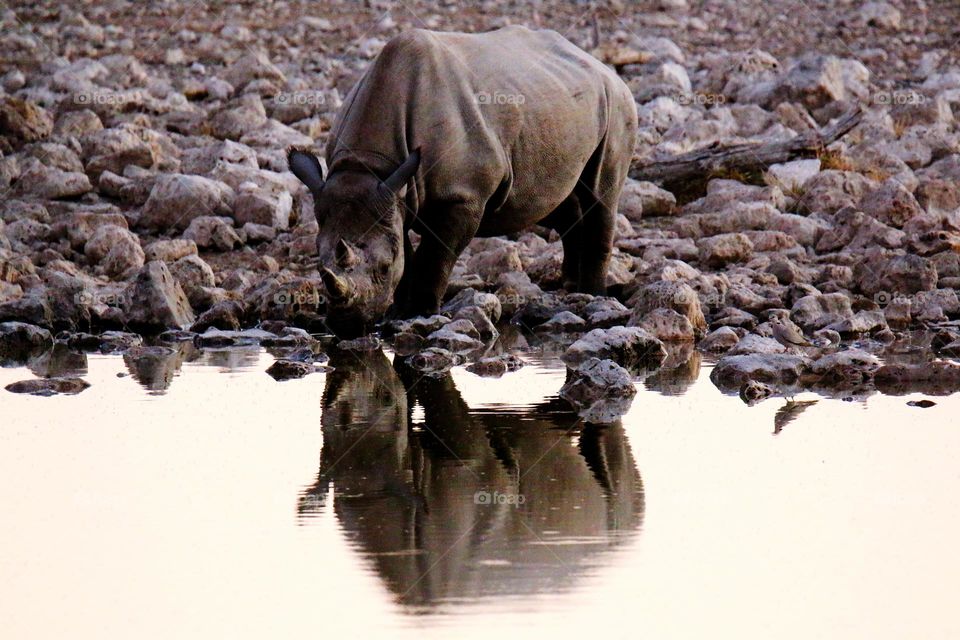 rhino at waterhole, namibia