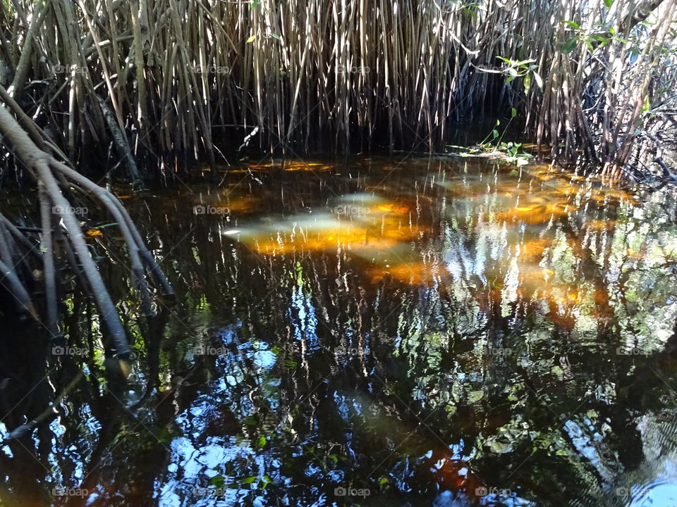 Mangrove ecosystem