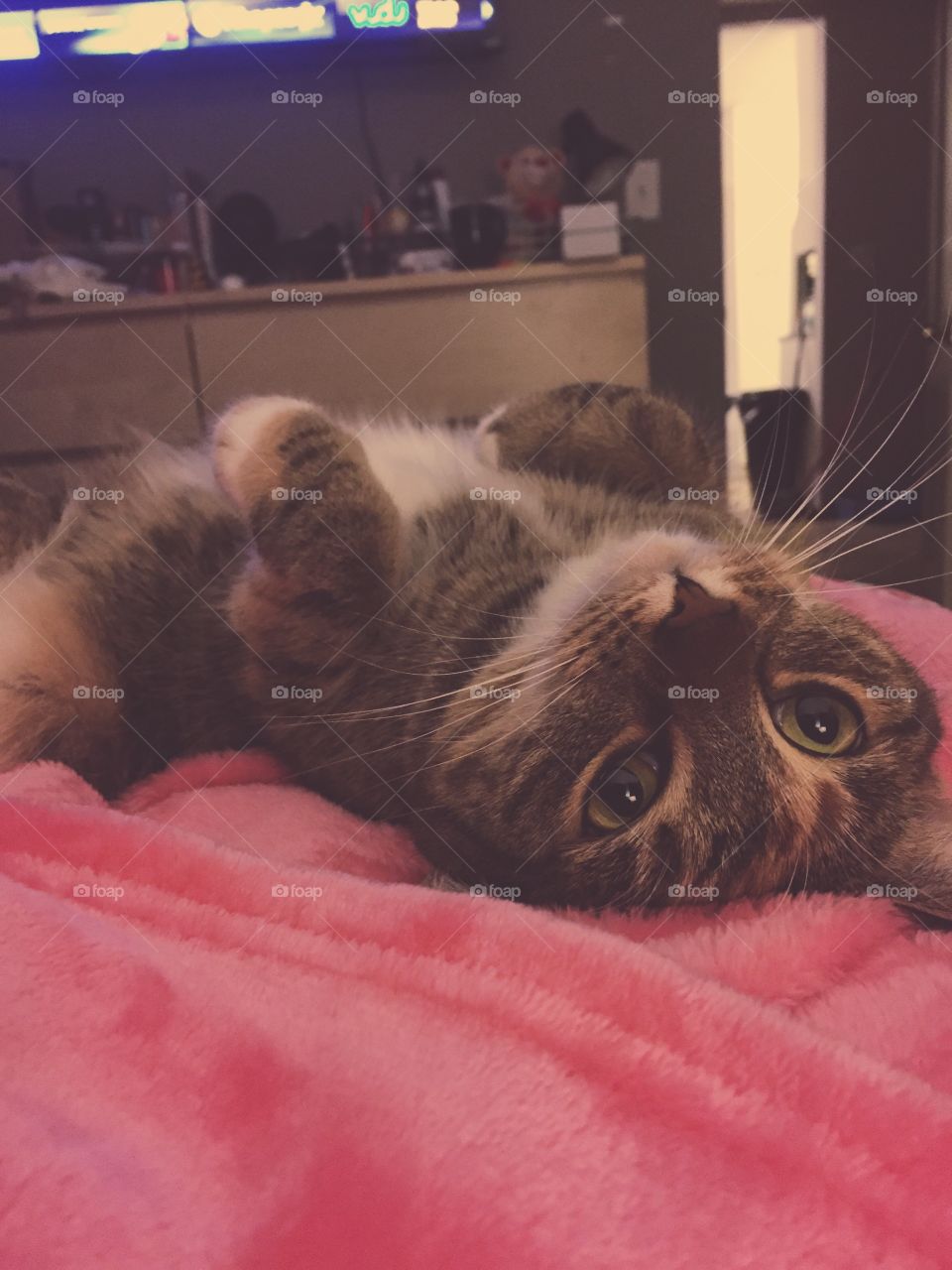 Cat, Pet, Mammal, Kitten, Portrait