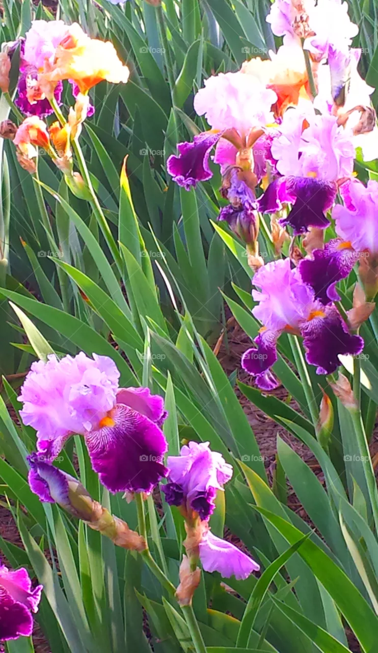 Iris