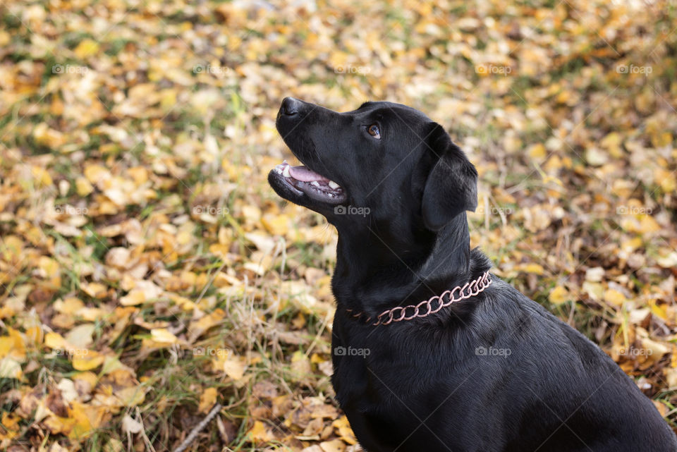 Black labrador in autumn