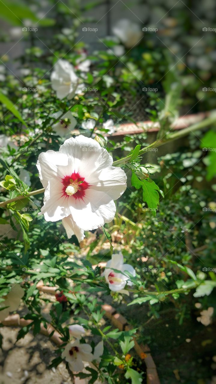 The enchanted garden