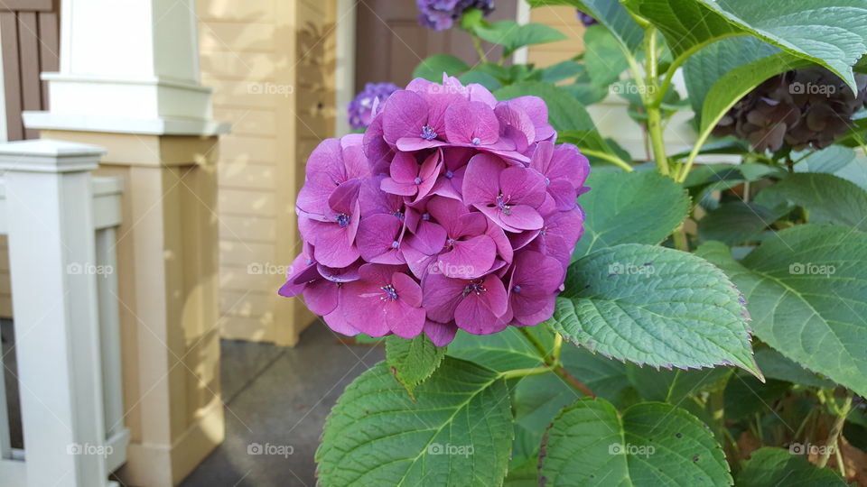 Purple flower