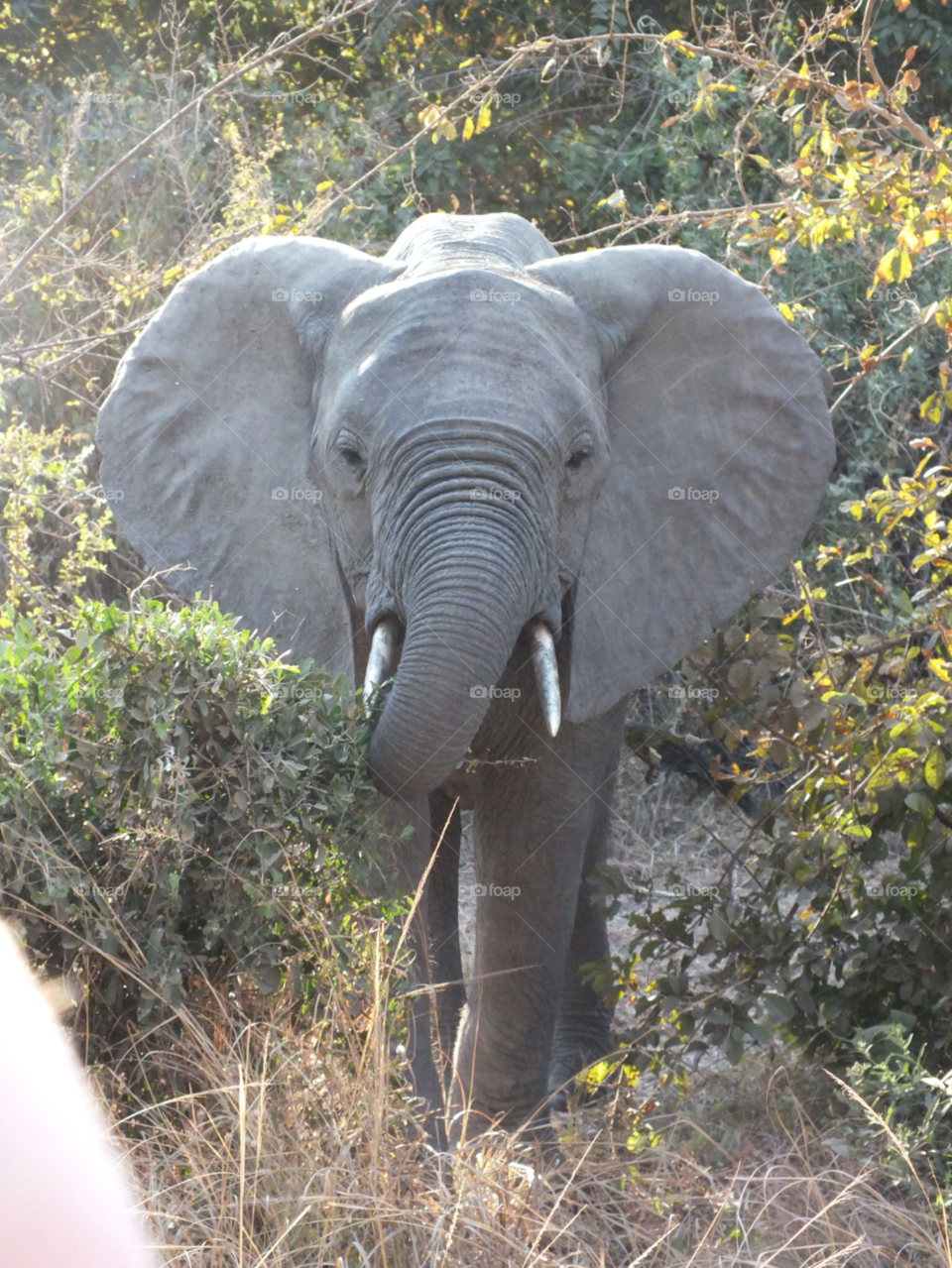 trees ears elephant trunk by Ellie.dixon5
