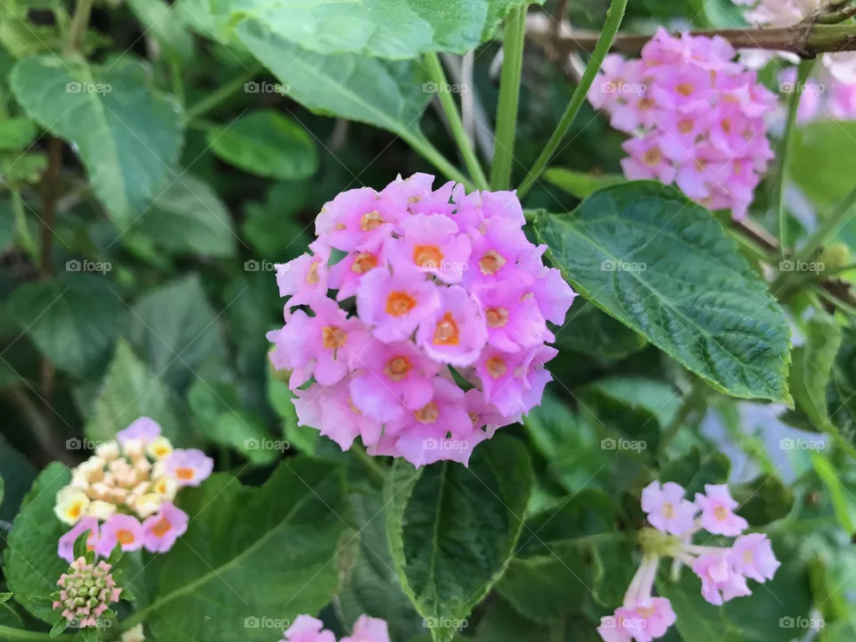 Tiny Flowers