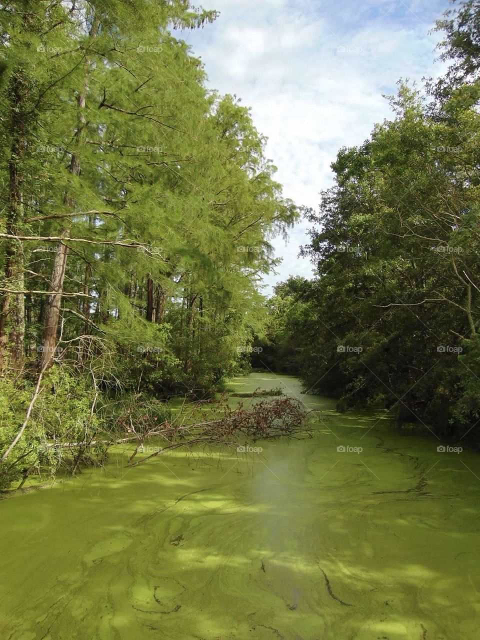 Florida swamp. 