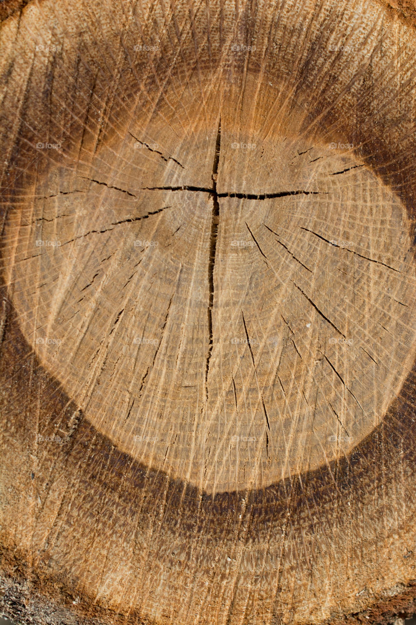 Inside Cut Log Texture with Cross