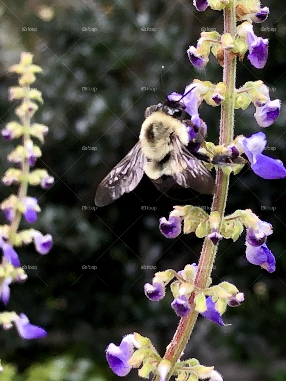 This bumblebee searches for nectar and picks up pollen in the tiniest of purple blooms.