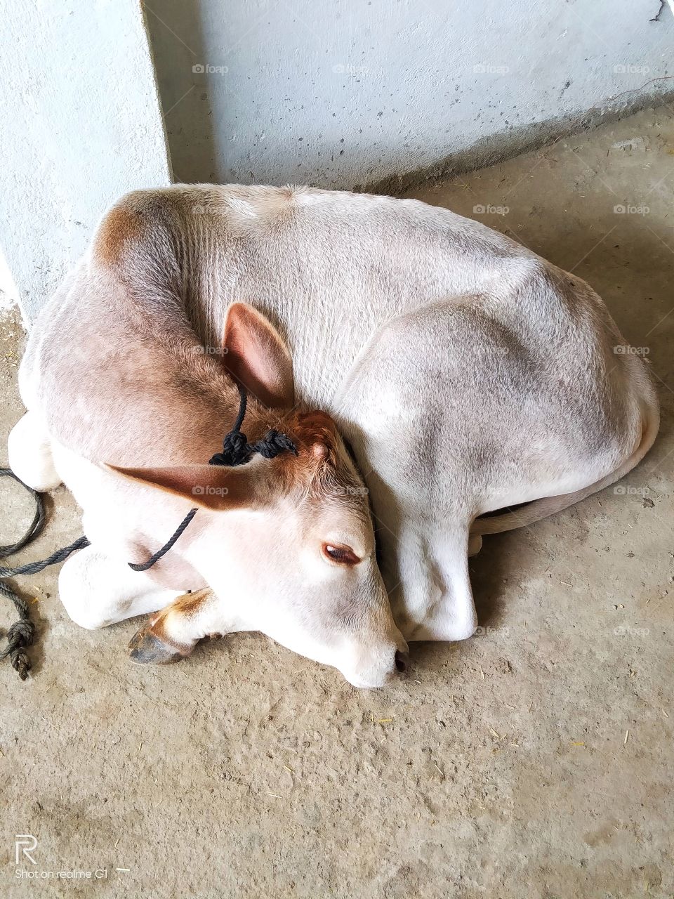 Sleeping white calf