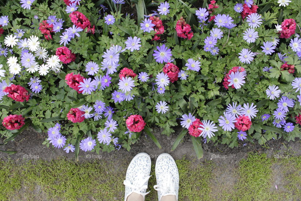 So many flowers at the Keukenhof gardens 