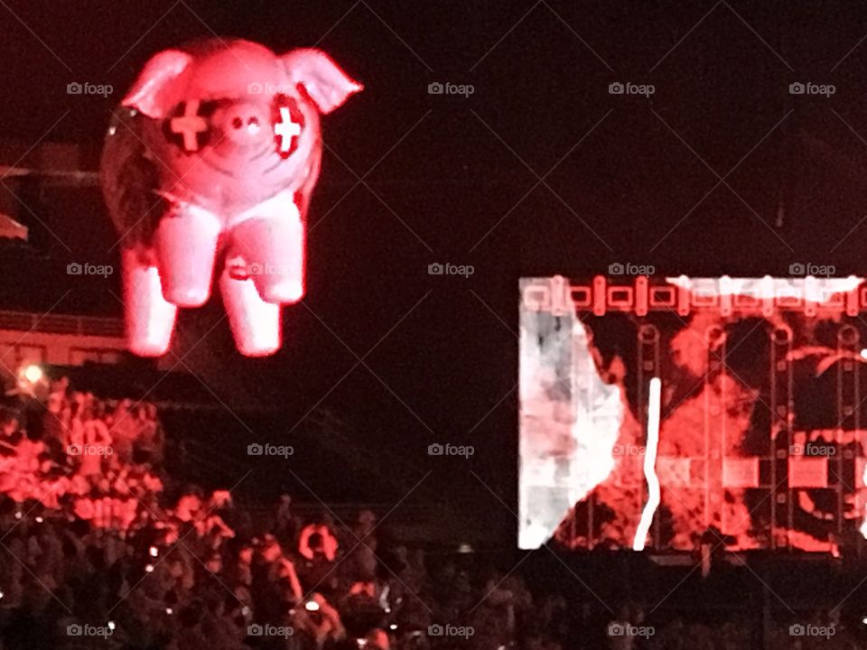 Roger waters the flying pig