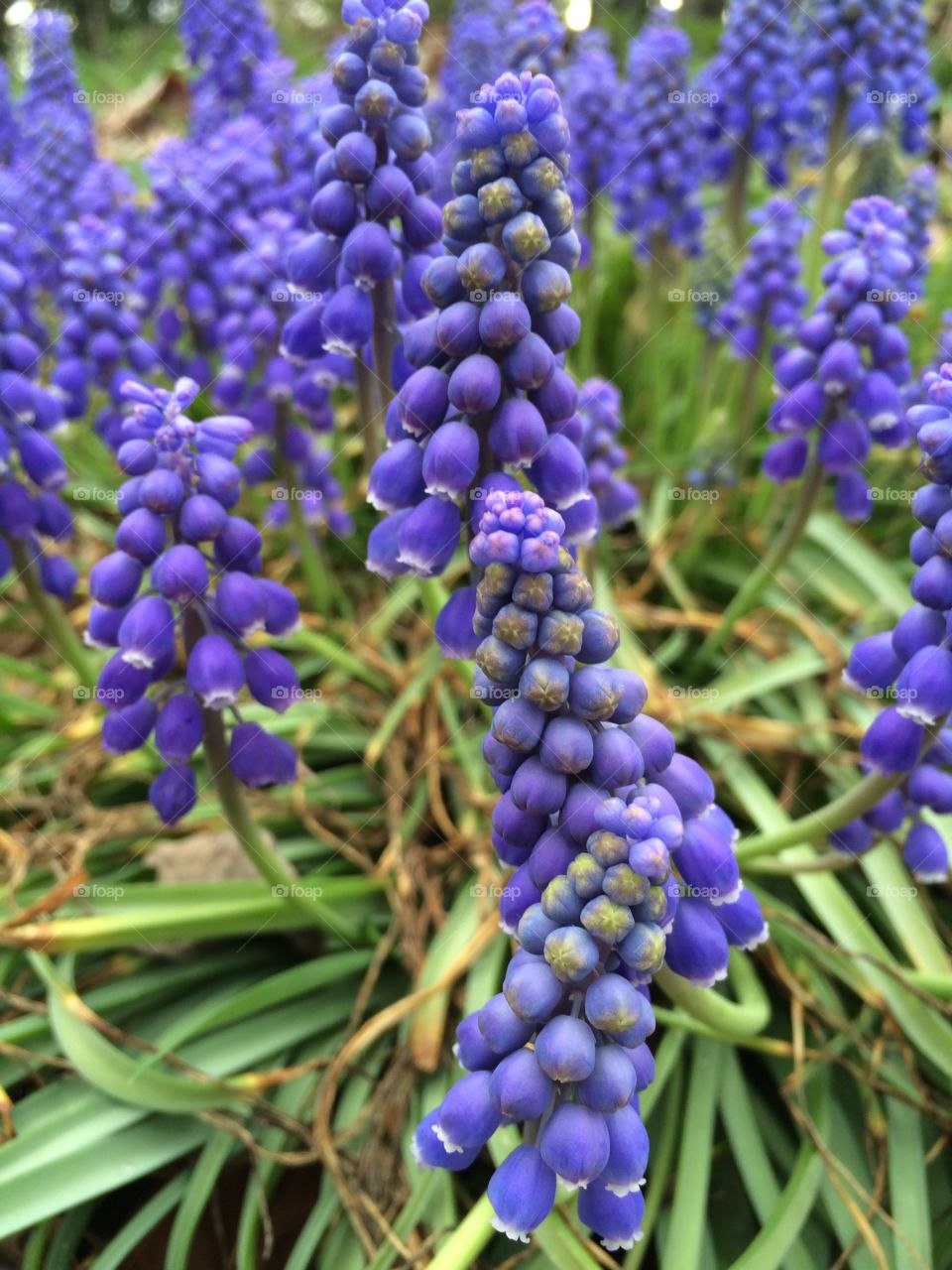 Blue bells?