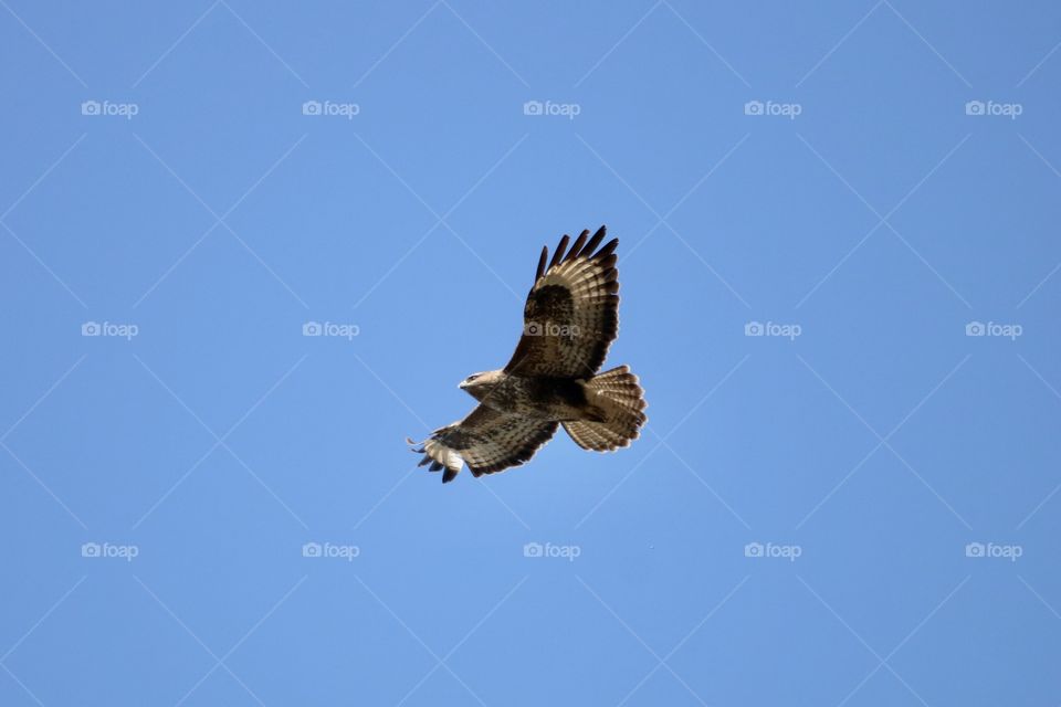 Buzzard 