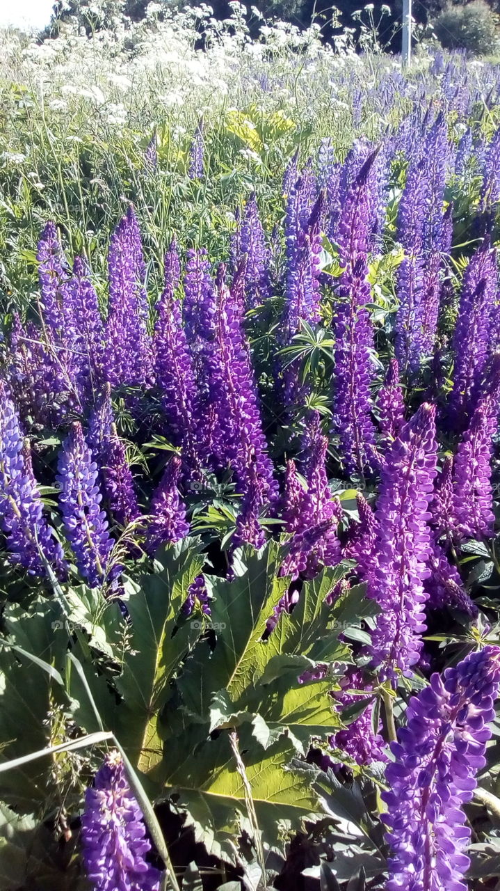 Люпиновое поле