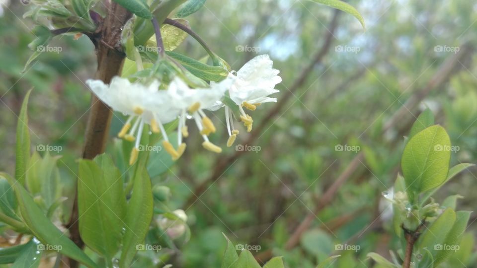 Leaf, Nature, Flora, Flower, No Person