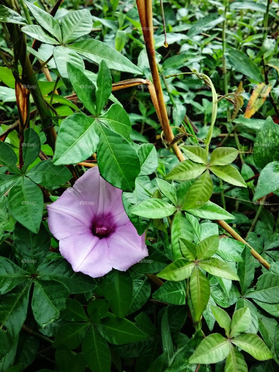 Fragil, mole, lilás,  pequena e encantadora.