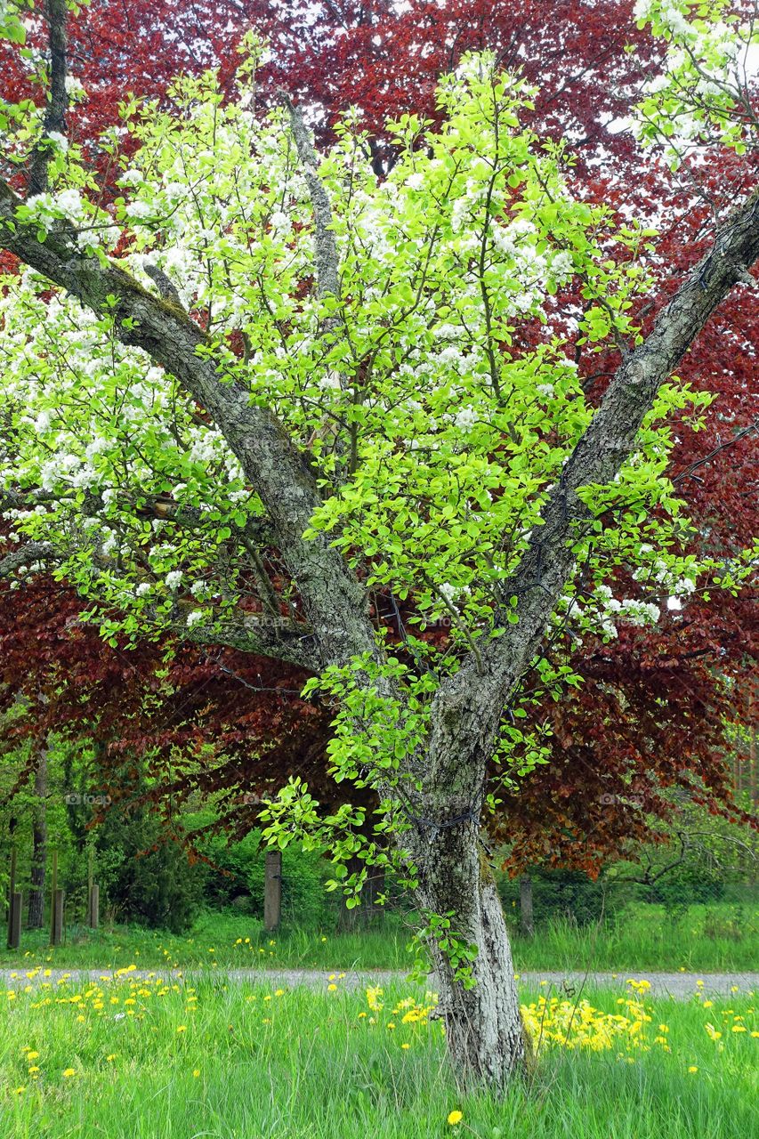 Blooming appletree in spring at Brösarp station, Österlen, Skåne, Sweden