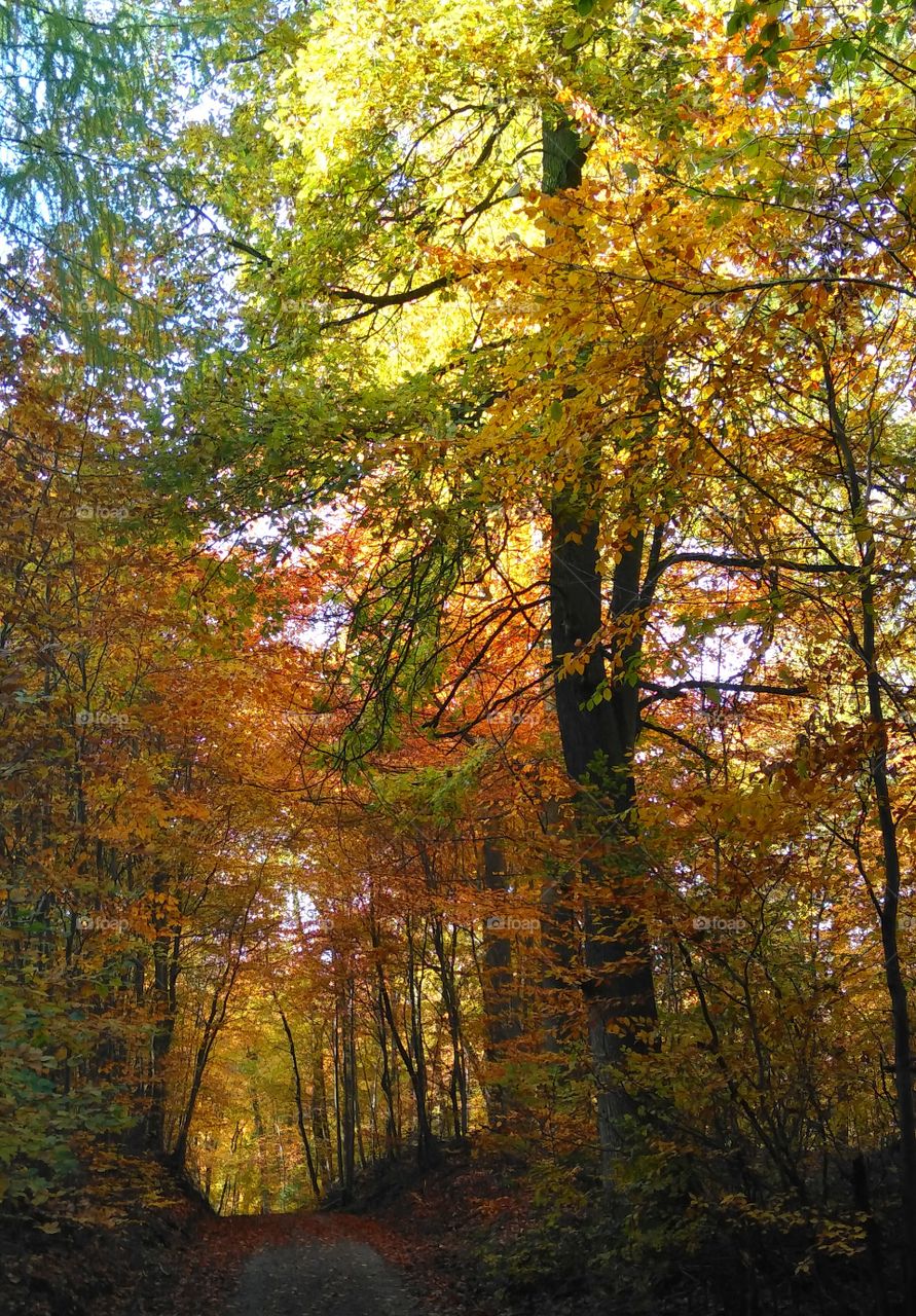 colourful forest