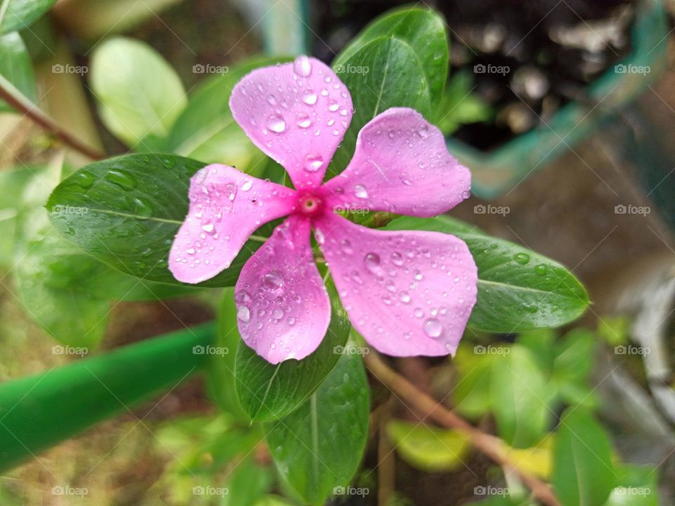 Purple flower on the park