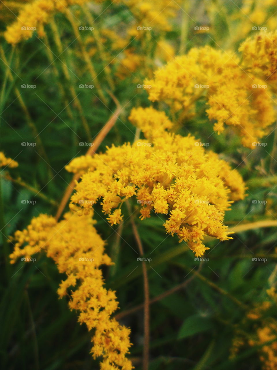 yellow wildflowers