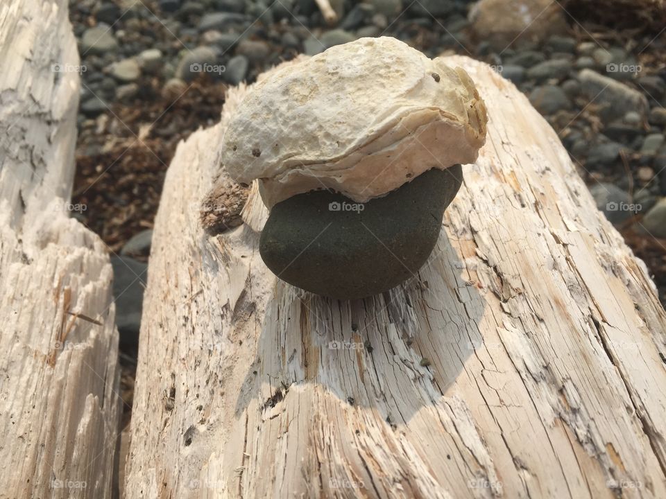Oyster on rock