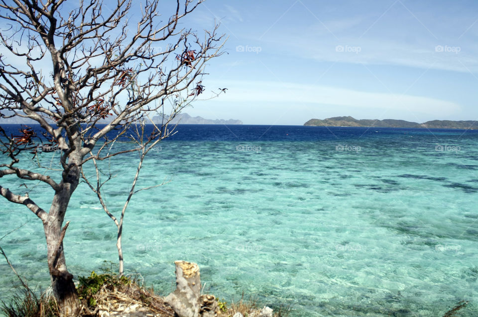 Lone tree and a view of a beautiful turquoise sea in the summer