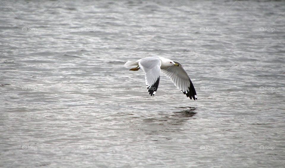 Seagull flying over the Mississippi River