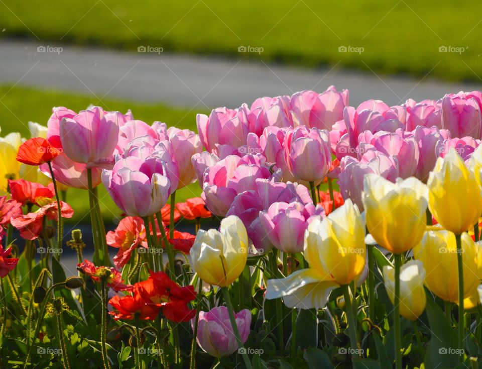 Tulips at the sun