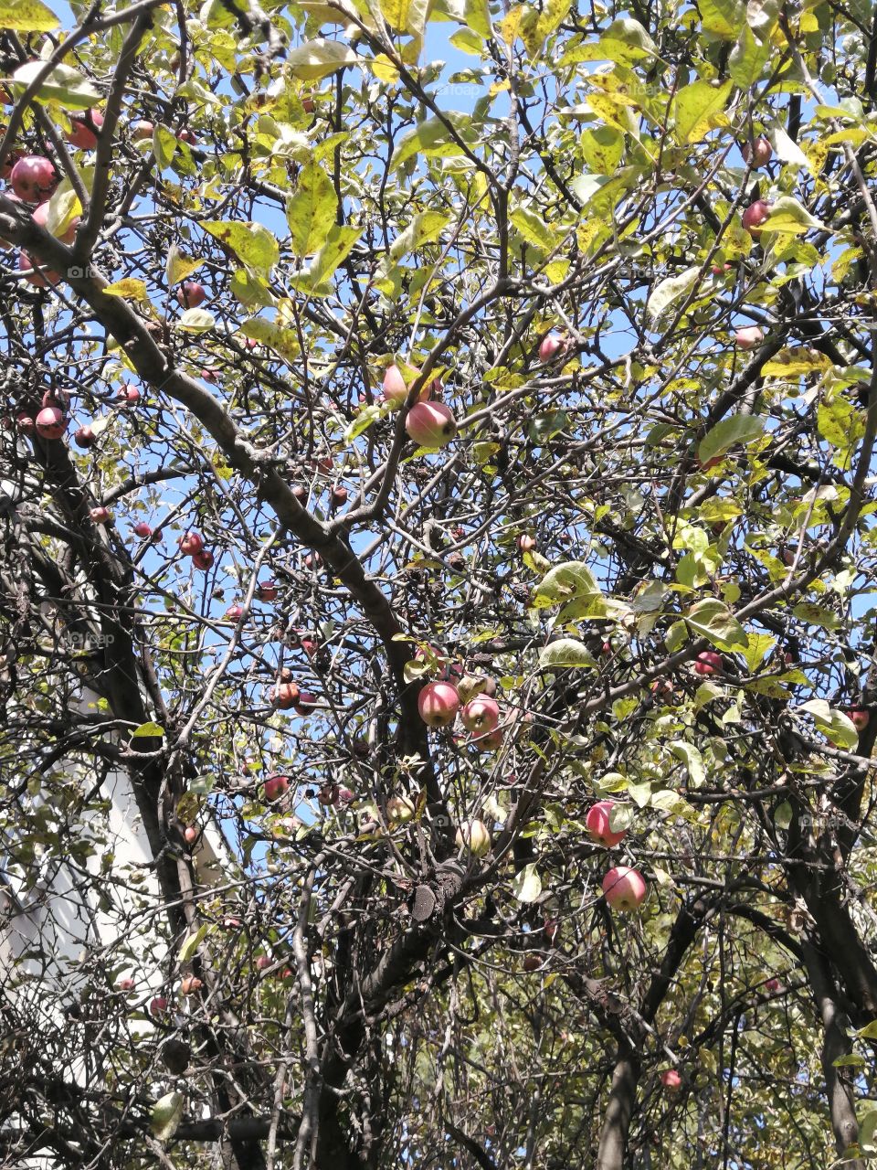 Apples in autumn