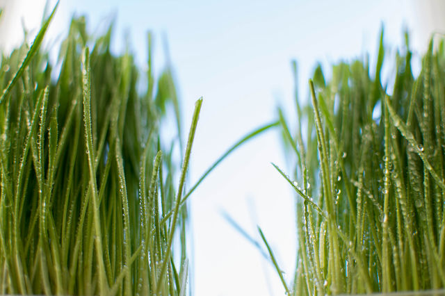 Juicy grass