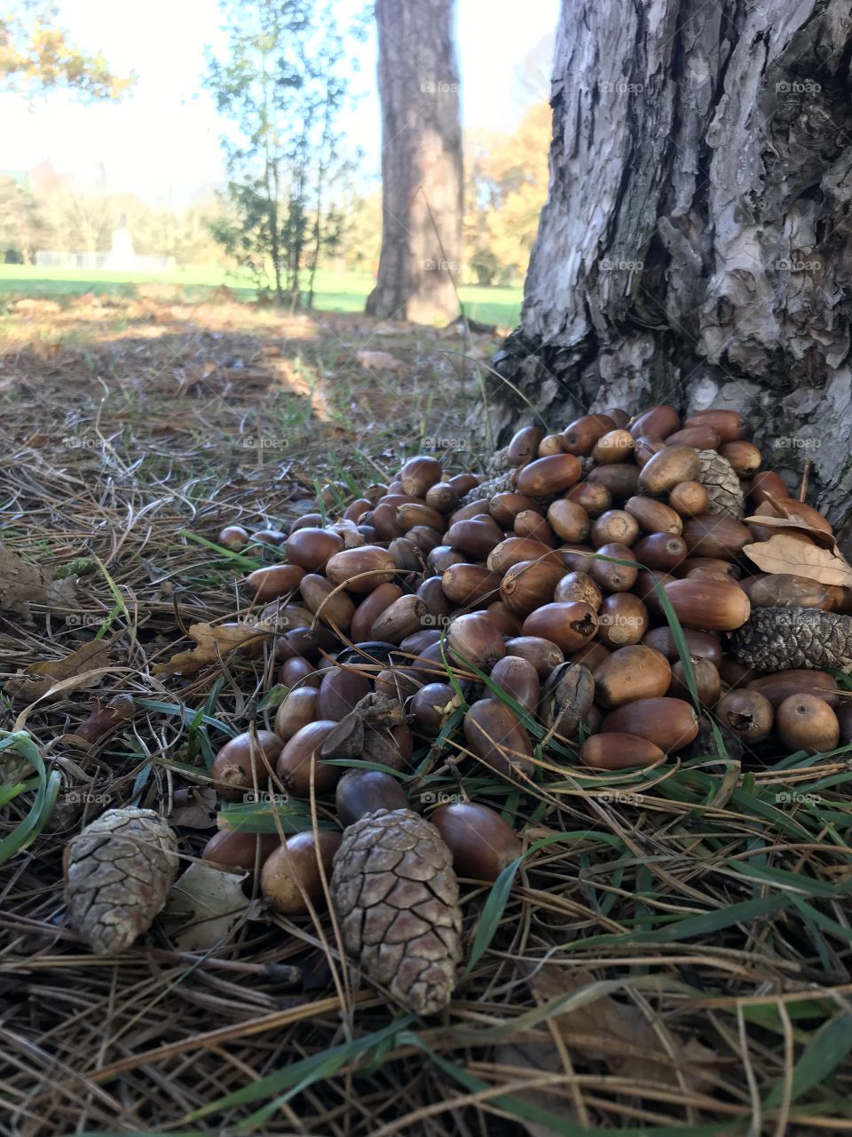 Pine cone and acorn stash 