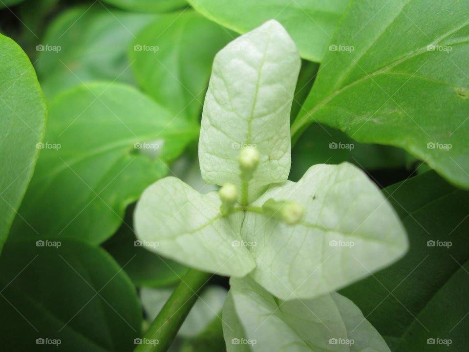 One flower different c