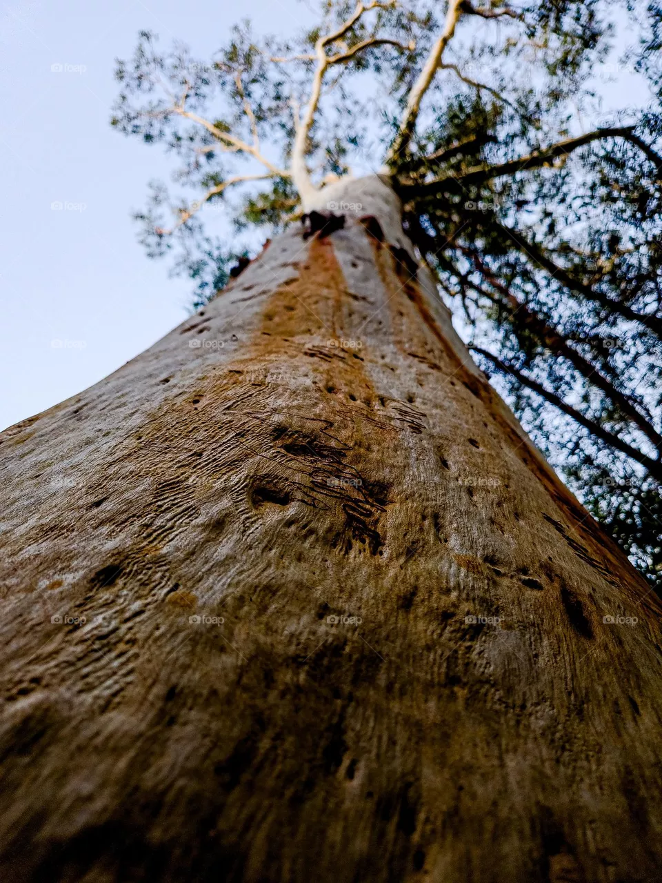 big tree