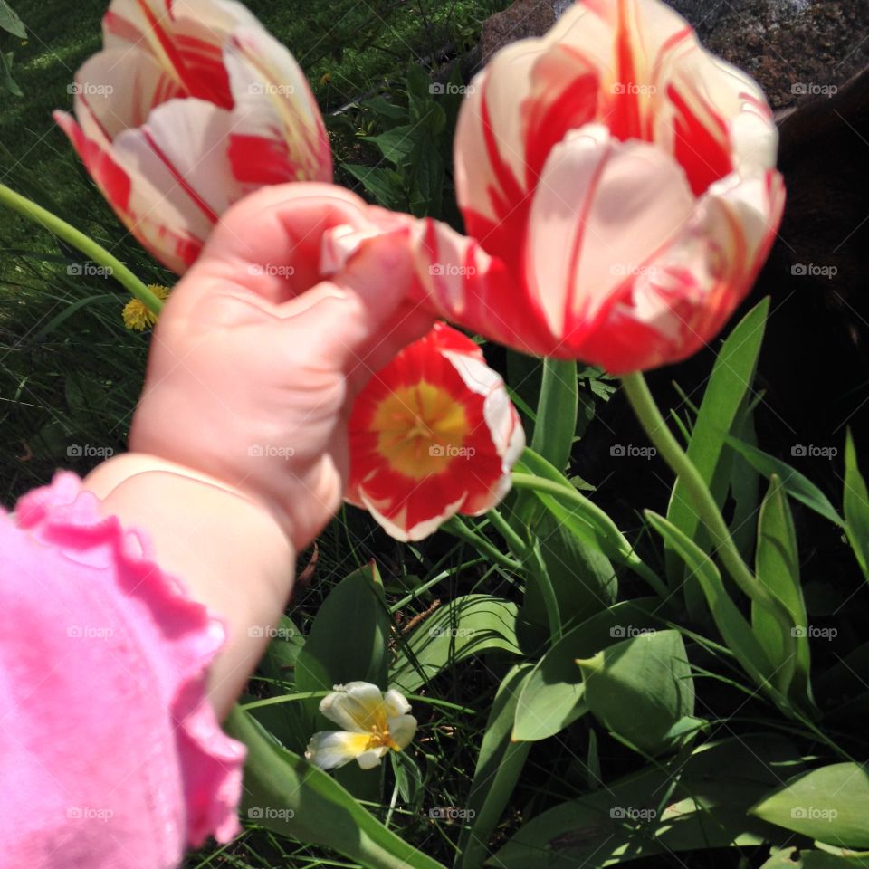 Toddler touching tulips in the spring