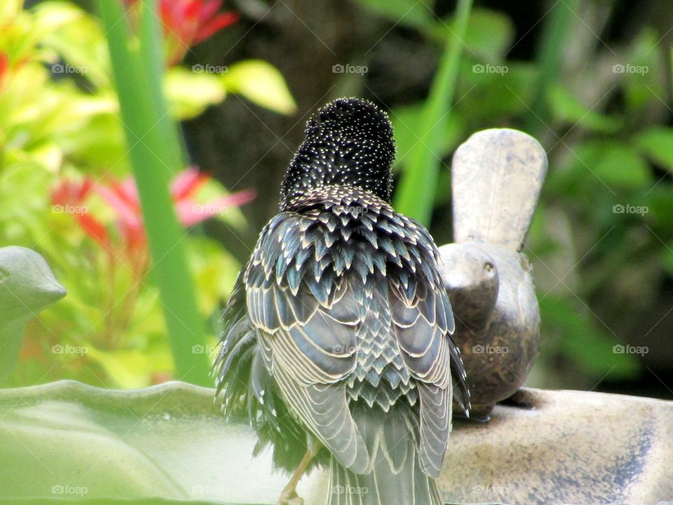 Starling facing away from the camera with pretty patterns on its feathers