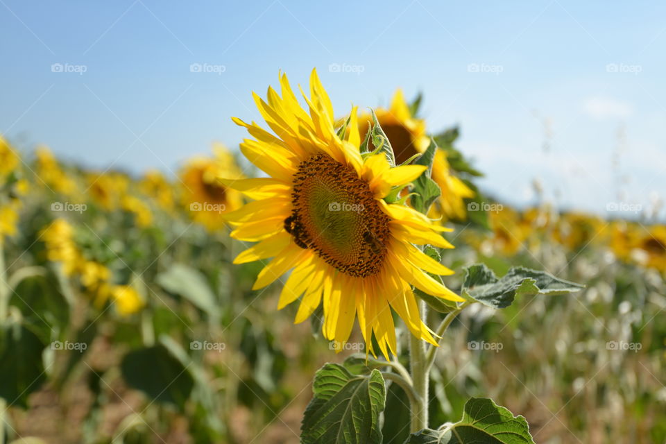 sunflower