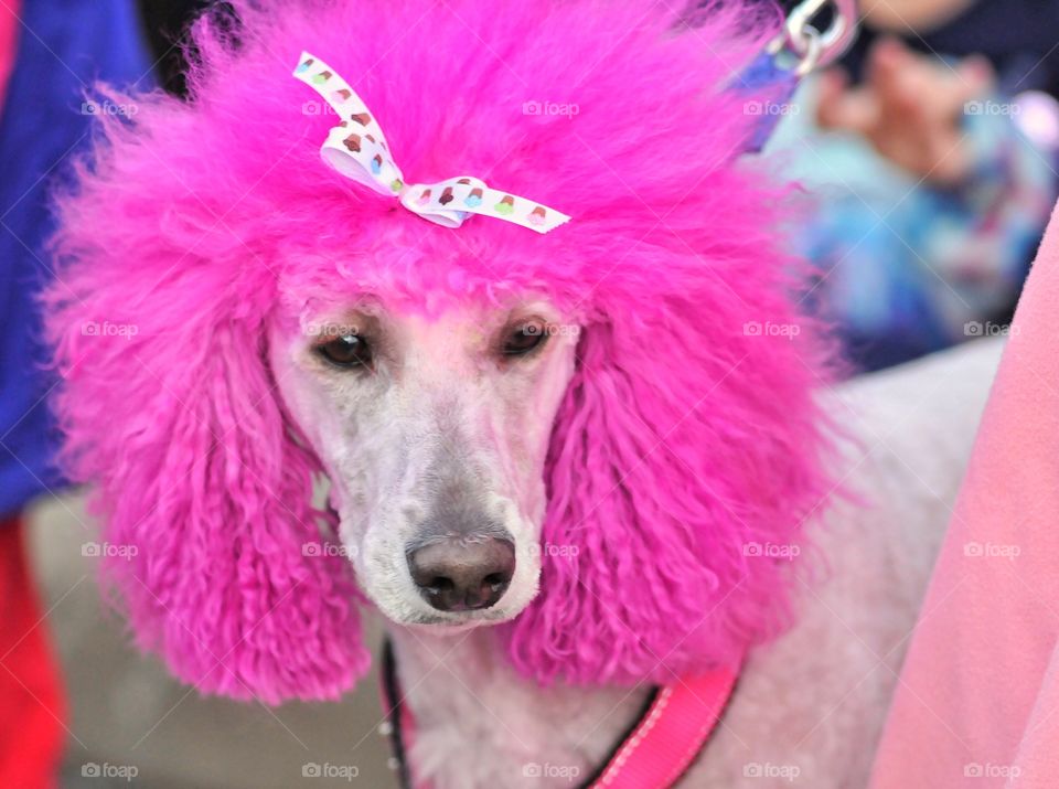 Pink hair dyed poodle close up color pop