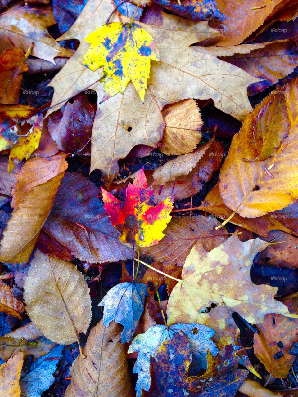 Fall Colors. Love what a little editing can do to bring out the colors in fall leaves