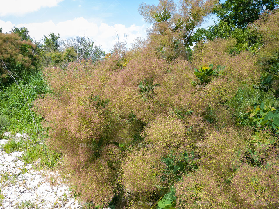 The woody plant Scumpia blooms.