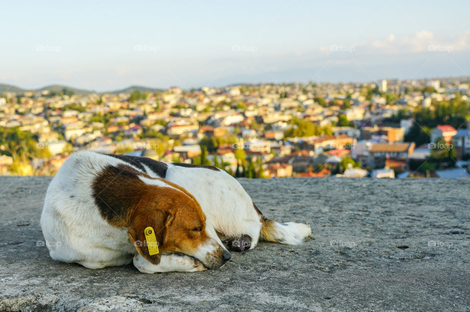 homeless dog with a number in the ear on the citys panoramic background