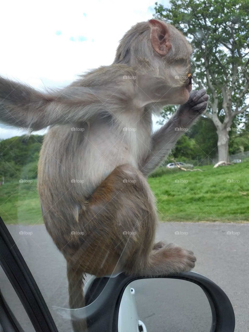 Cute little monkey sitting on my car! 