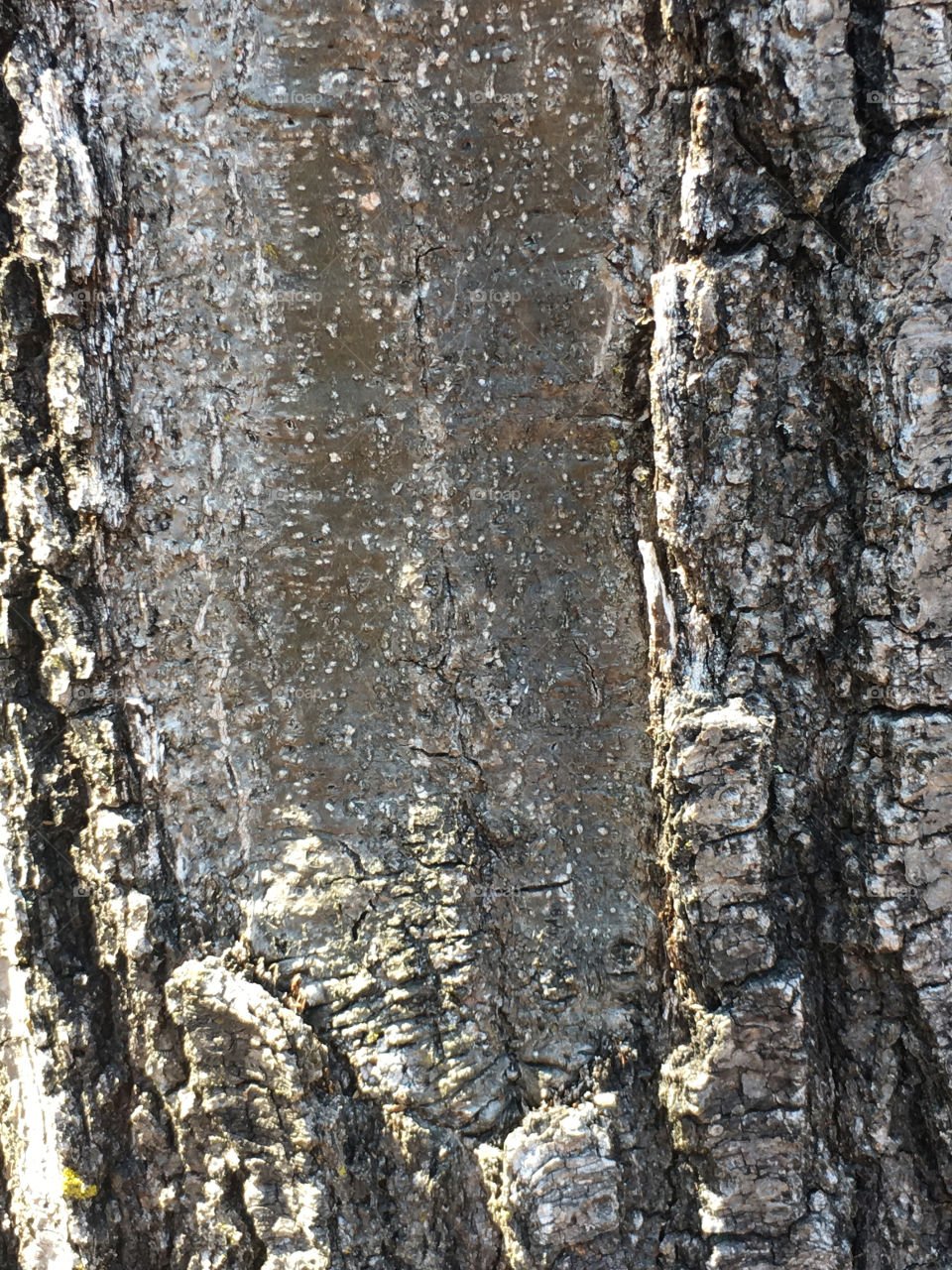 Closeup of the bark and wood surface of a tree trunk