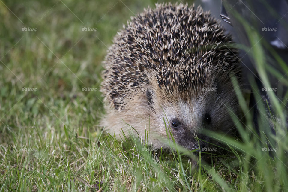 Cute Hedgehog walking in green grass summertime - söt igelkott som går i grönt gräs på sommaren