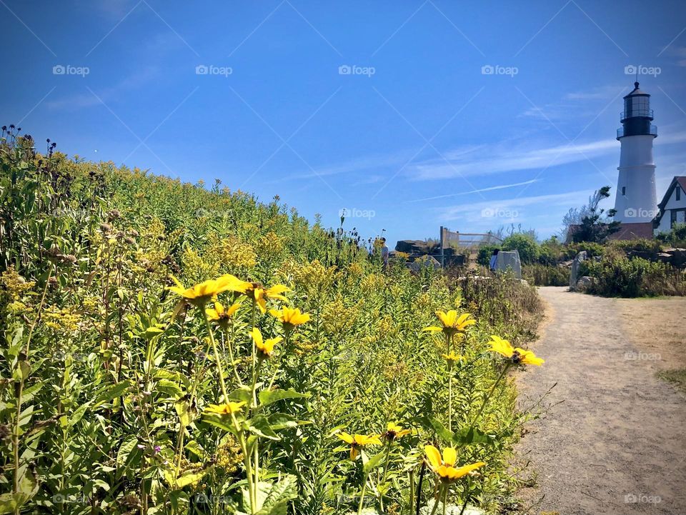 Yellow flowers by the lighthouse 