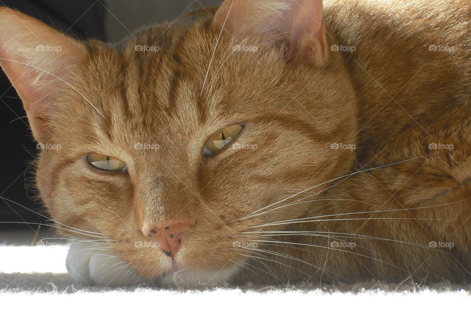 who dares to disturb my slumber?