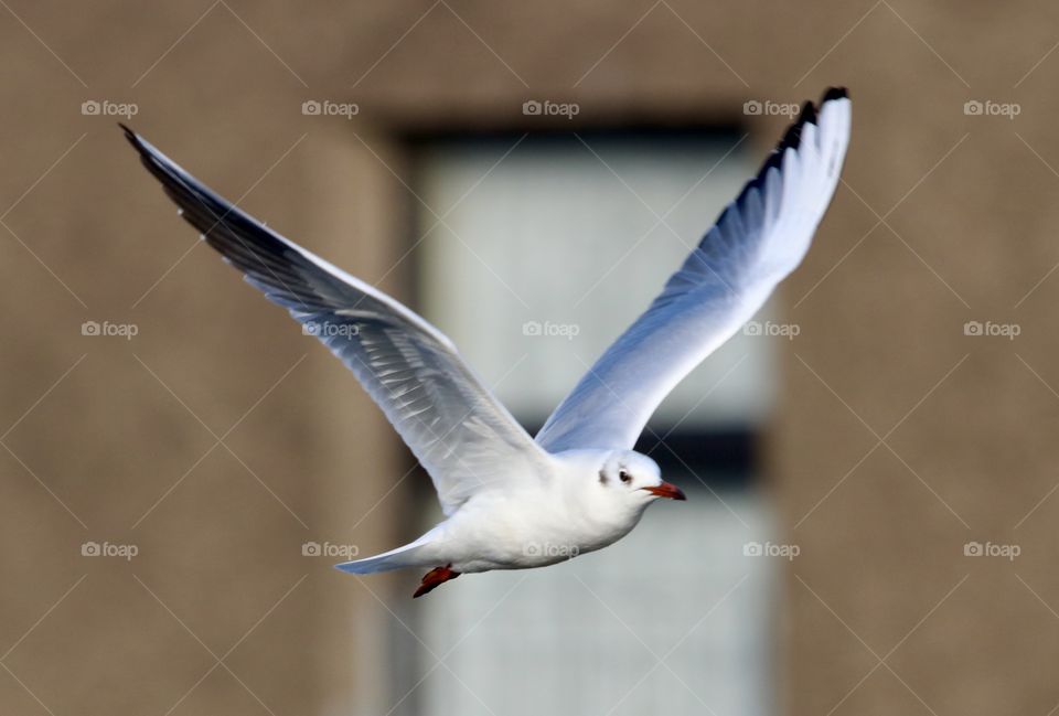 seagull in flight