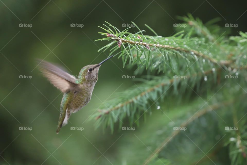 Baby hummingbird sucking dew